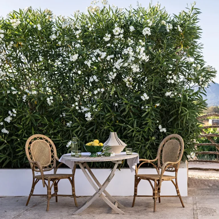 hotel-santa-ponsa-menorca-room-suite-family-outdoor-garden